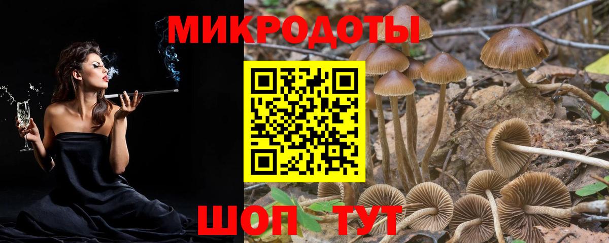 Псилоцибиновые грибы Psilocybe Светлоград